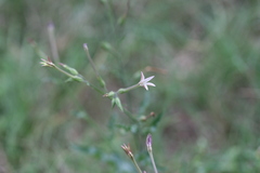 Nicotiana plumbaginifolia